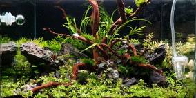 Second Try and Hope - Flowgrow Aquascape/Aquarien-Datenbank