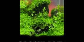 Secret Path - Flowgrow Aquascape/Aquarien-Datenbank