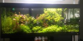 Segelpfütze - Flowgrow Aquascape/Aquarien-Datenbank