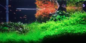 Seregon - Flowgrow Aquascape/Aquarien-Datenbank