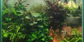 Shirabe - Flowgrow Aquascape/Aquarien-Datenbank