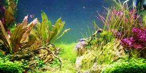 shrimp city - Flowgrow Aquascape/Aquarien-Datenbank