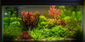 tidsskrift Opfylde lomme Echinodorus 'Red Devil' - Flowgrow Wasserpflanzen-Datenbank