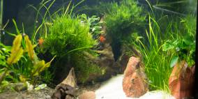 Silent Beach - Flowgrow Aquascape/Aquarien-Datenbank