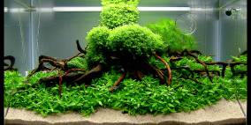 Silent Hill - Flowgrow Aquascape/Aquarien-Datenbank