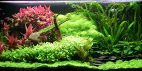 Silmarillion - Flowgrow Aquascape/Aquarien-Datenbank