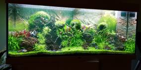 silv3rsurfer's JUWEL Rio 240 - Flowgrow Aquascape/Aquarien-Datenbank