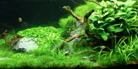 Simbelmyne - Flowgrow Aquascape/Aquarien-Datenbank