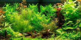 Simpel - Flowgrow Aquascape/Aquarien-Datenbank