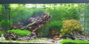 small canyon - Flowgrow Aquascape/Aquarien-Datenbank