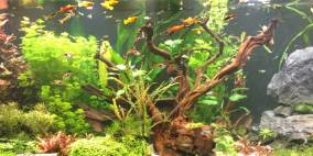 Small fish in a big pool - Flowgrow Aquascape/Aquarien-Datenbank