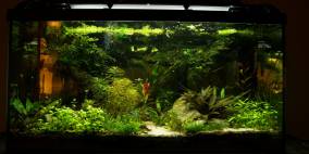 somewhere in a mossy grove - Flowgrow Aquascape/Aquarien-Datenbank