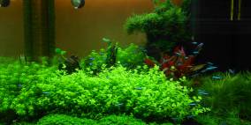 Sommer im Winter - Flowgrow Aquascape/Aquarien-Datenbank