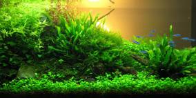 Sonnenuntergang - Flowgrow Aquascape/Aquarien-Datenbank