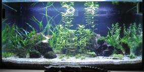 South East Asia - Flowgrow Aquascape/Aquarien-Datenbank