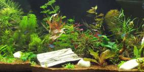 Sponge Island - Flowgrow Aquascape/Aquarien-Datenbank