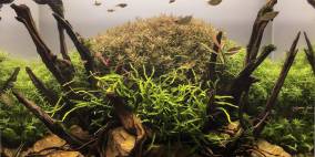 Spring Roads - Flowgrow Aquascape/Aquarien-Datenbank