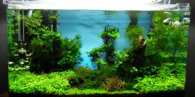 Square 80 - Flowgrow Aquascape/Aquarien-Datenbank