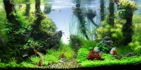 Sticks'n Stones - Flowgrow Aquascape/Aquarien-Datenbank