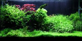 Stones and Wood - Flowgrow Aquascape/Aquarien-Datenbank