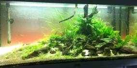 Stumpen - Flowgrow Aquascape/Aquarien-Datenbank