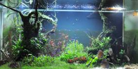 Subaquatique - Flowgrow Aquascape/Aquarien-Datenbank