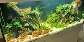 Südamerika 450l - Flowgrow Aquascape/Aquarien-Datenbank