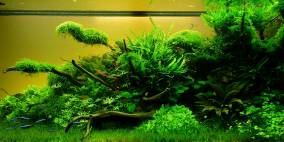 Summertime - Flowgrow Aquascape/Aquarien-Datenbank