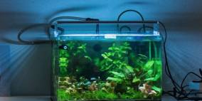 Sushi - Flowgrow Aquascape/Aquarien-Datenbank