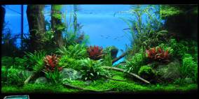 Sylvan Spirits - Flowgrow Aquascape/Aquarien-Datenbank