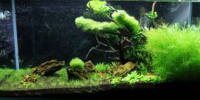 The Beginning - Flowgrow Aquascape/Aquarien-Datenbank