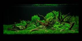 The Circle of Life - Flowgrow Aquascape/Aquarien-Datenbank