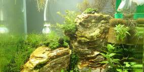 The Cliff - Flowgrow Aquascape/Aquarien-Datenbank