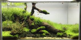 The Dead Men - Flowgrow Aquascape/Aquarien-Datenbank