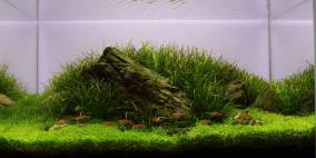 The Green Balance - Flowgrow Aquascape/Aquarien-Datenbank