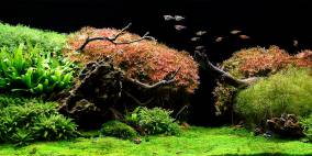 The Green Beach  - Flowgrow Aquascape/Aquarien-Datenbank