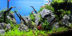 The grey Rocks - Flowgrow Aquascape/Aquarien-Datenbank