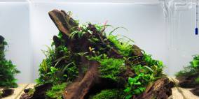 The Island - Flowgrow Aquascape/Aquarien-Datenbank