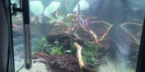 The Island Rises :P - Flowgrow Aquascape/Aquarien-Datenbank