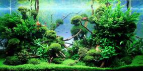 The Lost Woods - Flowgrow Aquascape/Aquarien-Datenbank