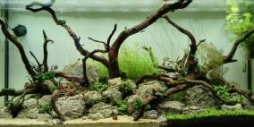 The Riverbed - Flowgrow Aquascape/Aquarien-Datenbank