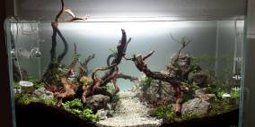 The Rock of Nature - Flowgrow Aquascape/Aquarien-Datenbank