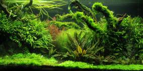 The slender way - Flowgrow Aquascape/Aquarien-Datenbank