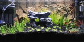 The Temple - Flowgrow Aquascape/Aquarien-Datenbank