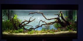 ticket into the thicket - Flowgrow Aquascape/Aquarien-Datenbank