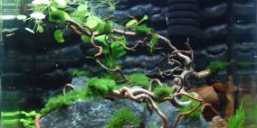 Tiger-Welt - Flowgrow Aquascape/Aquarien-Datenbank