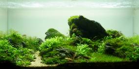 Time passes by - Flowgrow Aquascape/Aquarien-Datenbank