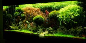 To break new Ground - Flowgrow Aquascape/Aquarien-Datenbank