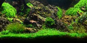 Tobi´s Flussufer Panorama - Flowgrow Aquascape/Aquarien-Datenbank