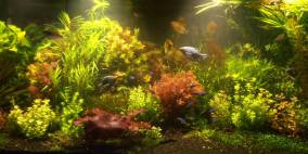 Traum in Weiss - Flowgrow Aquascape/Aquarien-Datenbank